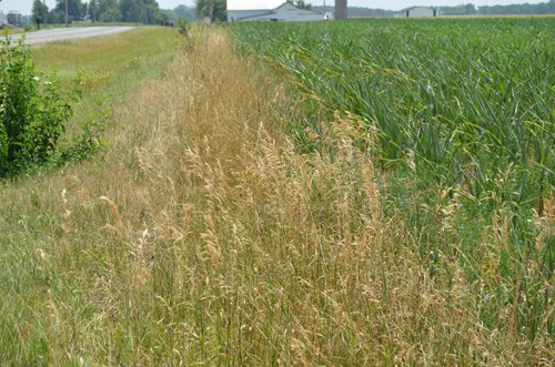 Property photo 5 - 51.5 Acres Offered in 5 tracts, 2 Farm Sites
